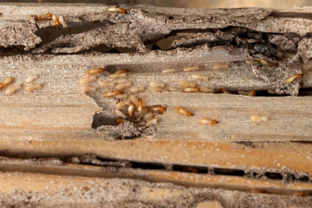 Best Termite Control Services  in Mason City, IL